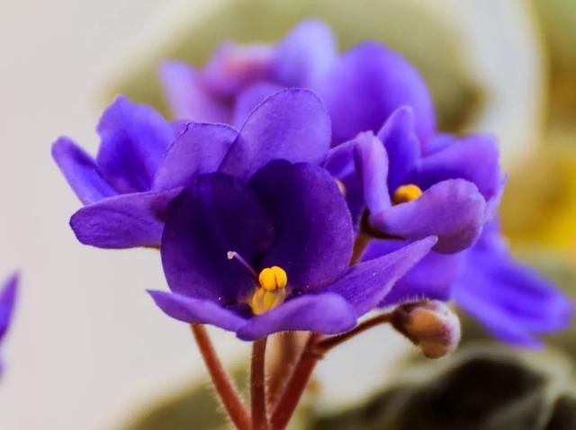  喜欢■10种鲜花的英文名含义，你最喜欢哪种？