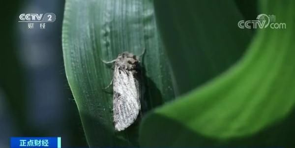  [农业农村部]紧急行动！沙漠蝗入侵云南，还有更严重的“幺蛾子”！