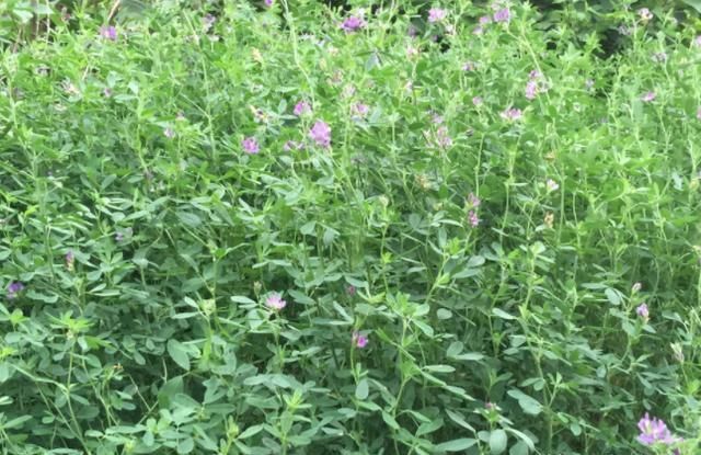  「收割」亩产4万斤，种1次连续收割5年，1年能割5茬，农民：经济效益如何