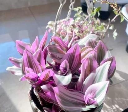  「大片」吊兰新品种，油画婚礼吊兰，好养颜值高，一根枝条繁殖一大片！