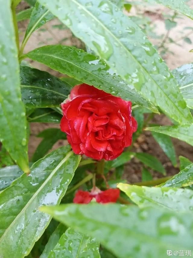  「春天」40种小野花，春天开得正美，挖几棵回家，不用买花了！