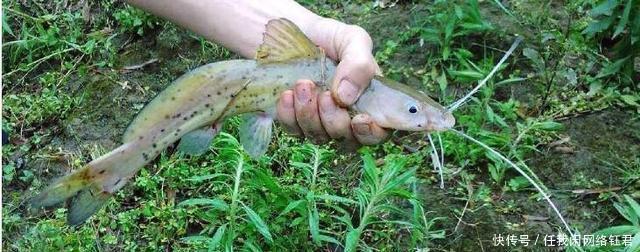  【捕获到】它比刀鱼更珍贵，被誉为“淡水鱼之王”，被误当鲶鱼