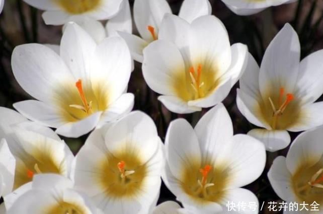 神灵|此花寓意“爱恋当中不同感受”,草本植物中的神灵之花!芳香迷人