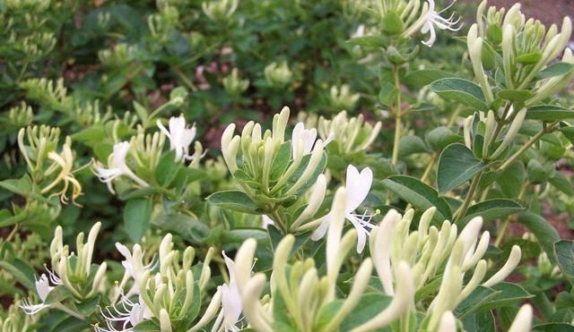  『银花茶』家里养金银花，好处多，实用价值大！