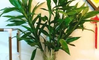  『养花』家里的这种药片，可以用来养花，比花肥都好用，谁用谁知道！