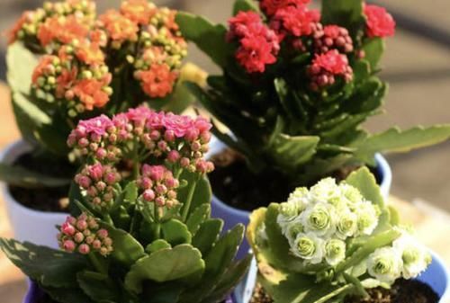 『花苞』花苞多的“3种花”,种花盆里就“成活”,养1个月冒花朵,太美