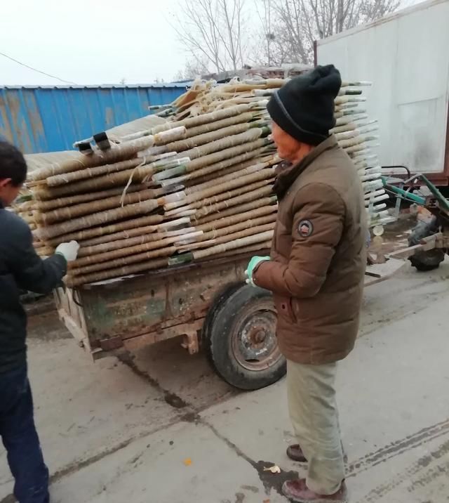  #红薯#农村农民和红薯大家不知道的东西