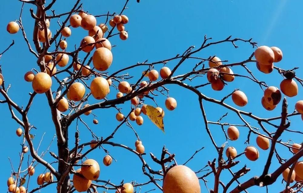  [金珠]号称最具前景水果，果批市场26元一斤，看的人多，买的人