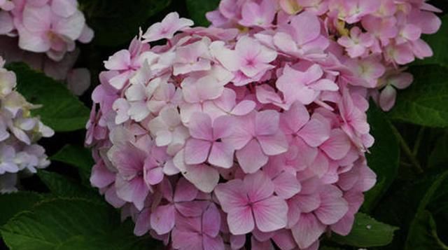 『栀子的花蕾』这几种花春天别乱剪,手太勤快了,反而春天不开花!