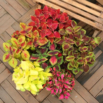  #铃铛#矾根还能开花？养护注意这些点，叶片色彩斑斓，花朵如铃铛，超美