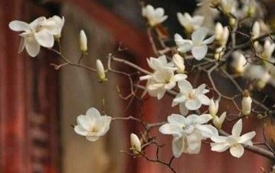 天渐渐冷起来了。 这个季节，乡村庭院里种植的观赏树是什么？