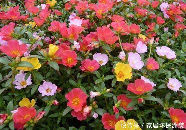  「对光照」这几种花最喜欢“晒太阳”，太阳正旺多晒晒，开花也能变多
