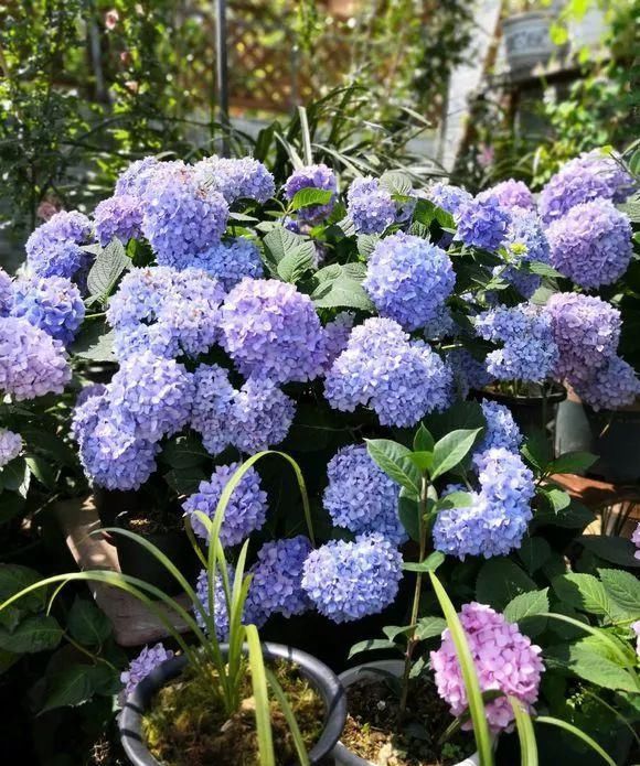  「花园」初夏养2种“花球”，清新可爱，花朵稠密，阳台变成小花园！