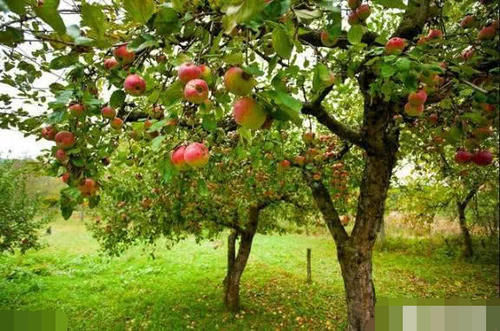  拆迁|农村土地种什么植物拆迁时赔钱多？答案其实很简单