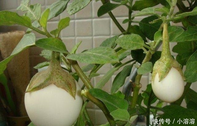  #果子#南方1种蛋树，秋天一到，果子挂满，就像一个个“鸡蛋”挂在树上