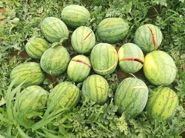 登封2万多斤西瓜被砍烂事件进展：全村动员找凶手！有人打电话要