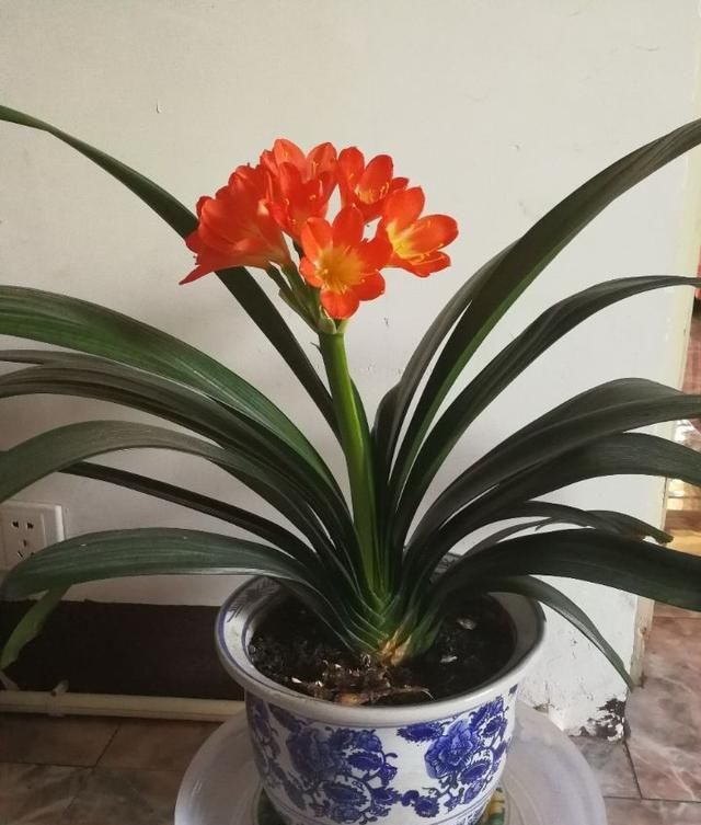 『植物』君子兰养了10年,从未见花苞,施肥光照都不对,怎么见红花?