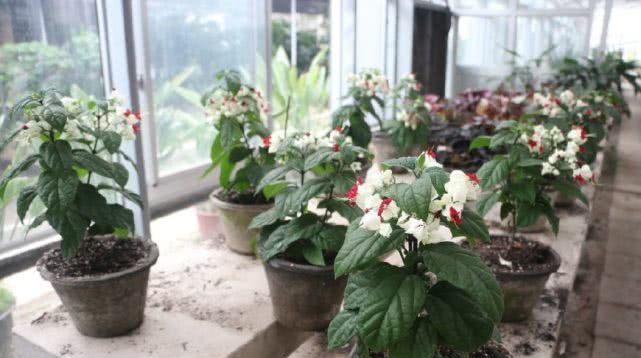  『珍珠宝塔』此新型观赏植物，漂亮又好养，最重要的是还可做盆景