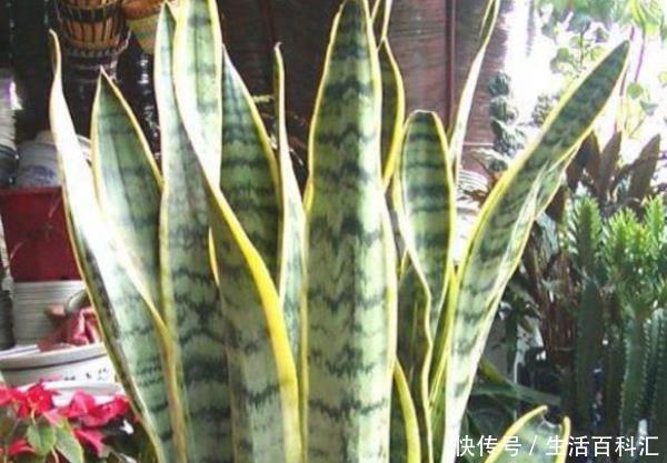 『虎皮兰』这3种花,不仅自带“金贵”,还能去霉运迎财运,每种都有好兆头