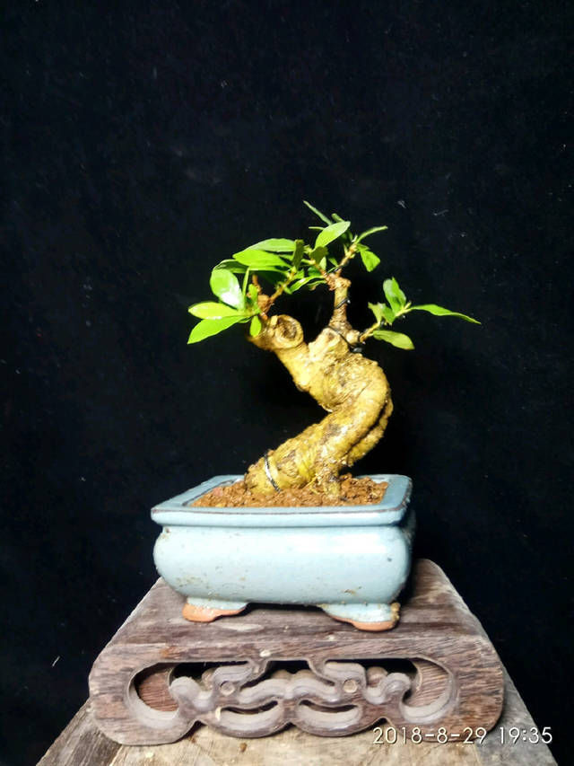  「子花小」有材料就有小盆栽，欣赏几盆大叶栀子花微盆景，短小精悍造型精美