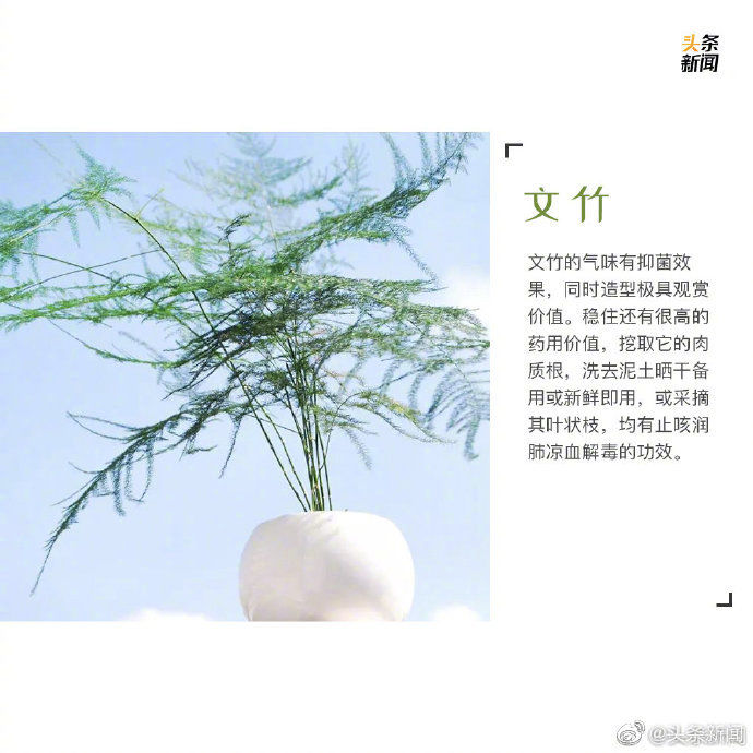  绿植：9种最宜家养的绿植 让你的家里春色满满