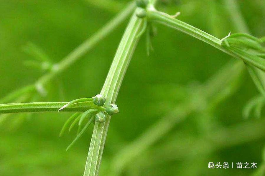  「大棚」农村一种野菜，市场上一斤15元供不应求，但农民只种植