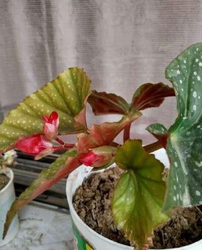  『花儿』想养花就扦插一盆这花，一节枝种一盆，花儿一开就是大半年，美！