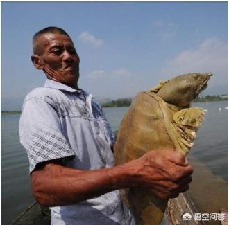 泗洪市民捕获26.6斤野生甲鱼，没人收购将放生, 你怎么看？