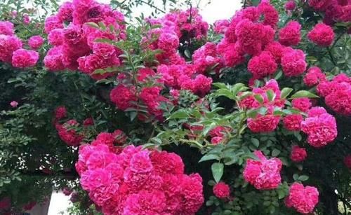  『艳丽』阳台养一盆爬藤花，花色艳丽，花香浓郁，邻居看了都羡慕！