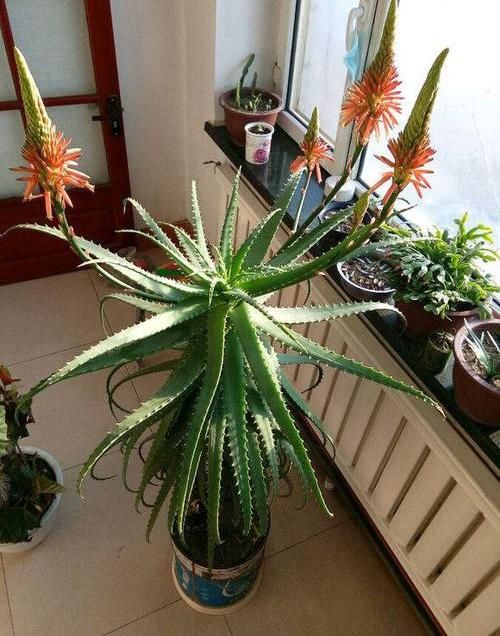  【干燥】养盆“木立芦荟”，脚底皲裂，手背干燥，叶子擦一擦，溜光水滑