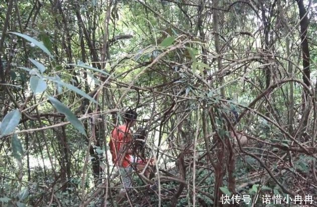 1000多1斤的野山货，兄弟俩去大山里摘了1天，摘到好几斤