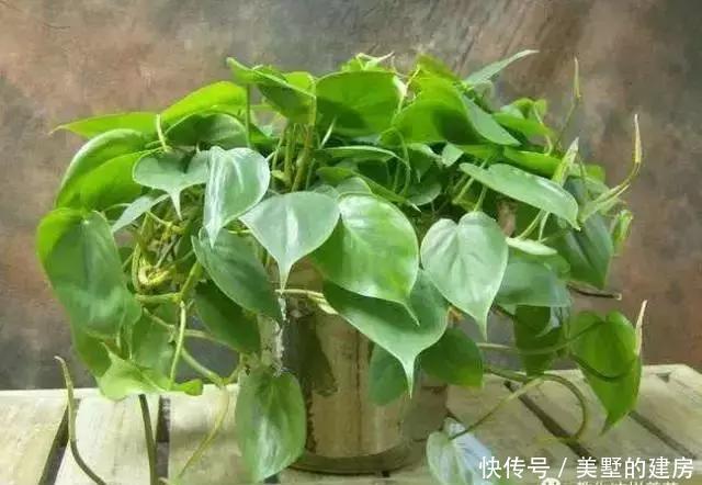 『心叶蔓绿绒』2种花超耐阴,一点散光就爆盆,北阳台也能养得美!