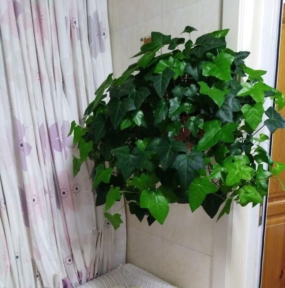 【实用】养花高手教你“植物组合”,3组室内摆放,美观又省地方,特实用