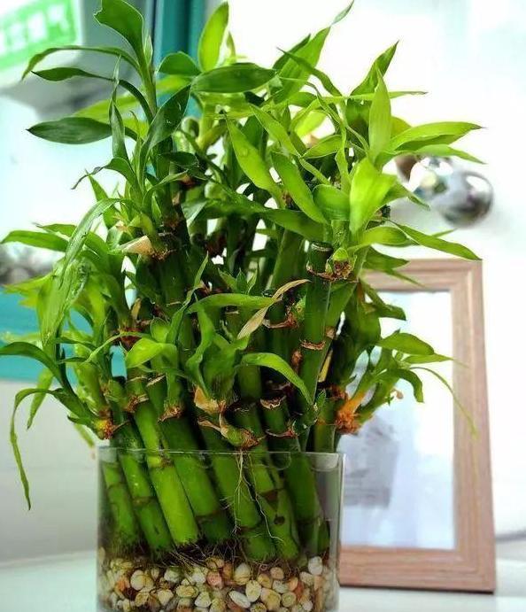 富贵竹■养花偏爱水培植物?就栽种招财富贵竹,注重4点枝叶繁茂、根壮