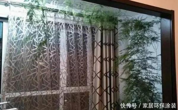  很好：文竹很好养，但有几点必须要注意，不然黄叶、徒长的问题就来了！