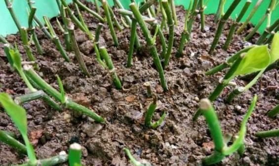 【绿色植物】绿萝应该怎么种植?怎么预防疾病?科学种植是关键。
