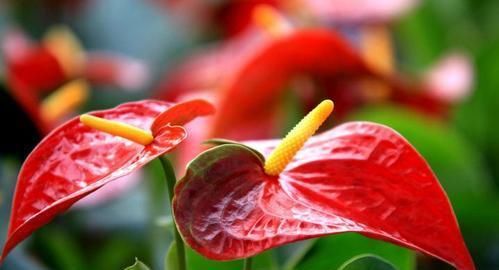  『家里』3种花忒好养，家里养几盆，花开娇美寓意好，开花不断美爆你家园