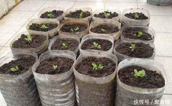  [营养]“废油桶”当花盆用来种辣椒，7天就发芽，1个月丰收，能吃2个月