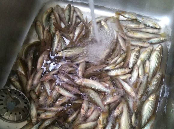  【厨艺】让你们很烦的这种小鱼，却是我最爱钓的，谁让我有一身好厨艺呢！