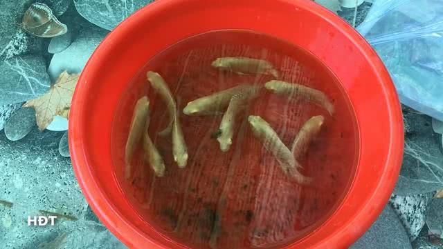 「鱼缸」退休大爷用废弃泡沫箱，改造成精美鱼池，过程惊艳引400万人围观！