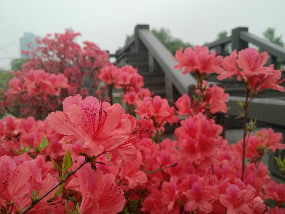  #新区#城管文化|醉美新区，扮靓城市的那些花儿