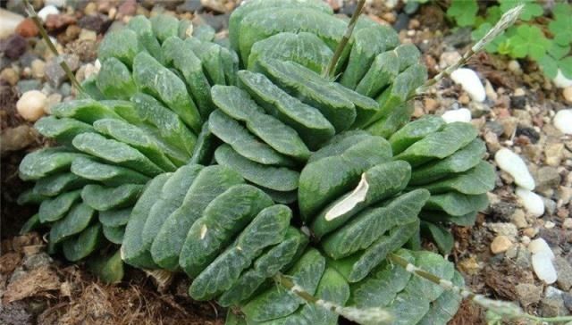  『芦荟生长』芦荟浇水让人头疼，怎样才能合理的浇水？看这里