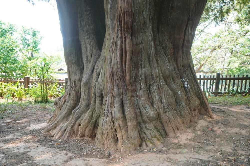 云南一株低调古柏，中国可排前三却少人知道，村民说有茶就足够了