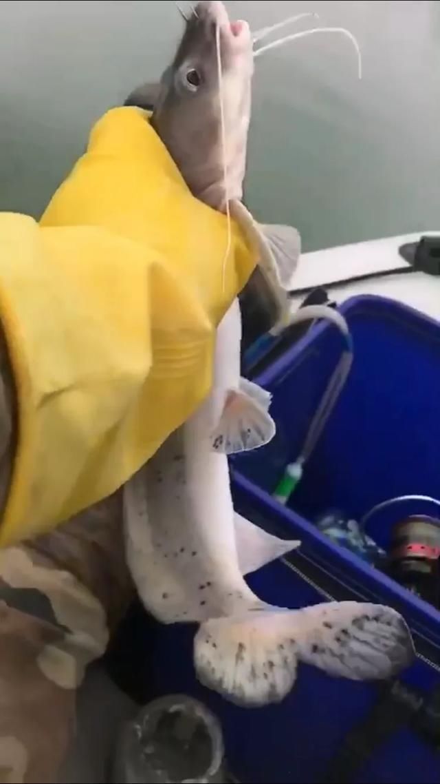  #我国#这种是我国最贵的淡水鱼品种之一，很多人即使钓到都舍不得吃