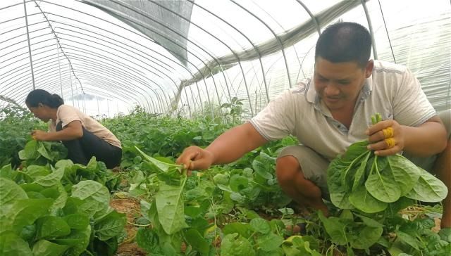 「植物」农村有种植物，被称为“豆腐菜”，种一棵能吃半年