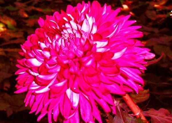 『翻飞』喜欢玫瑰,不如养盆“珍品菊花”紫燕翻飞,似芬芳燕舞,丰姿绰约