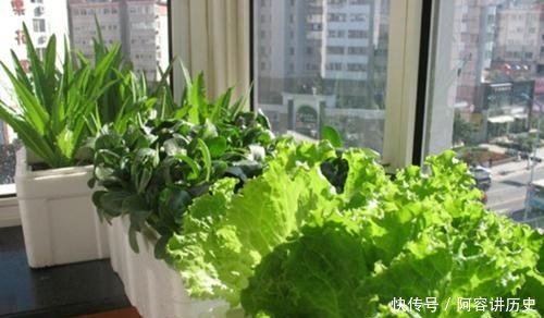『就可以』封城期间少出门,朋友阳台种了3种菜,10天长满盆,掐着炒菜真香