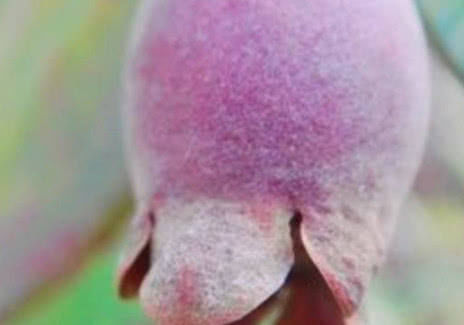 农村地里正在消失的零食，图4比甘蔗都甜，最后1个想找都困难！