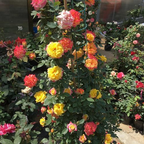  #海棠花#江苏发现一户人家庭院，真叫一个妙！瞧这配置，舒适雅致又宜人