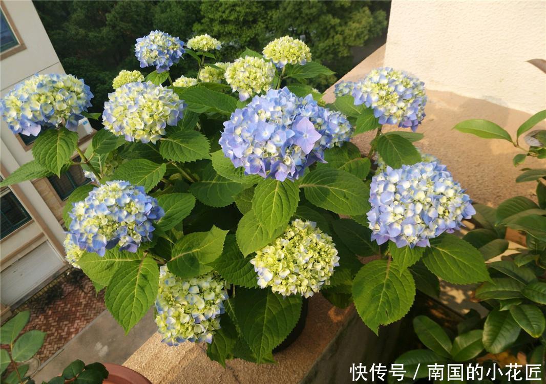 【绣球】绣球不调色，开“蓝花”？原因只有“1个”，用排除法找真相！